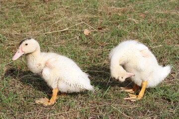 ducks on the grass