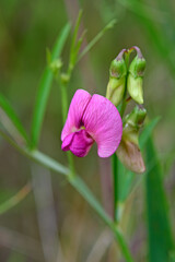 flat pea // Wilde Platterbse (Lathyrus sylvestris)