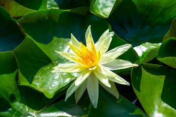 A beautiful pink waterlily or lotus flower in the pond