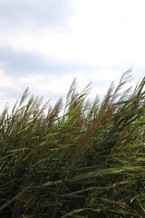 reeds on sky background