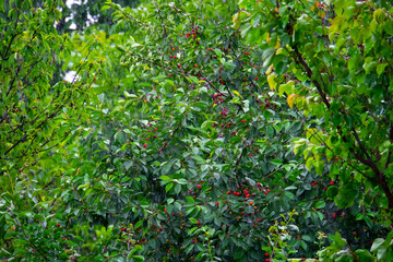 Fototapeta na wymiar cherry tree with fruits in the rainy garden