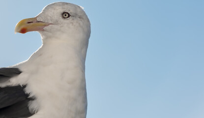 seagull on blue sky