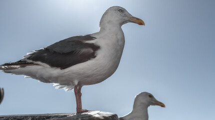 black headed gull