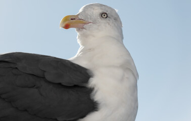 close up of a seagull