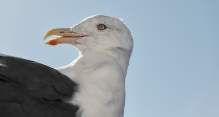 close up of a seagull