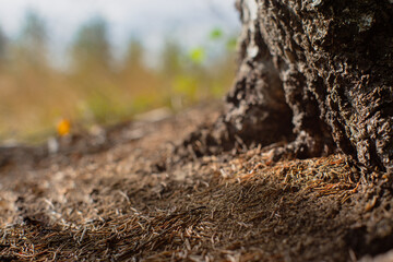 Bottom of a tree at the edge of a forest on a sunny summer day. Foreshortening from the ground. Copy space.