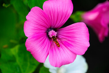 Fototapeta na wymiar the bee sitting on pink flower, closeup