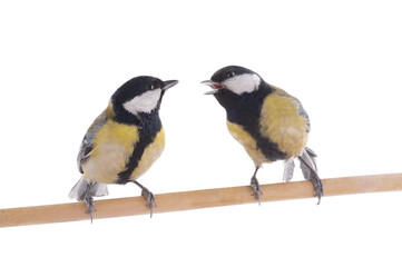 two tits sitting on a tree branch isolated on white background