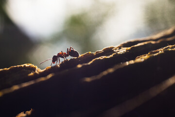 A close-up ant is crawling along the surface of an old and rotten tree. Search and explorer concept.