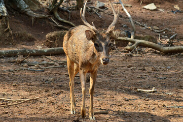 little deer looking for food during the day