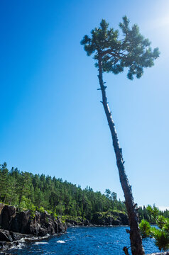 Young rocky pine tree bottom view. Wildlife landscape of the Valaam nature reserve. Holy Island.