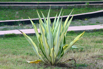 green white plant with pointed leaves