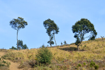 Fototapeta na wymiar three big trees on the hill of a mountain