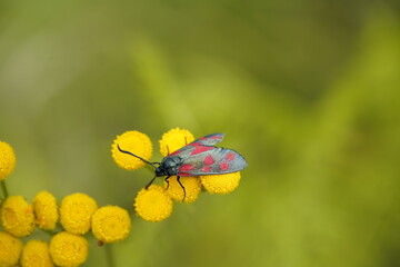 The six-spot burnet (Zygaena filipendulae) is a day-flying moth of the family Zygaenidae. 