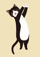 手を叩く白黒猫