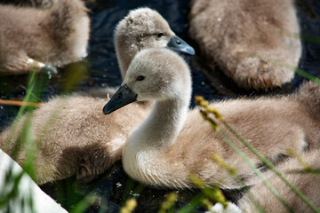 młode łabędzie 
