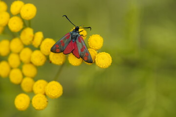The six-spot burnet (Zygaena filipendulae) is a day-flying moth of the family Zygaenidae. 