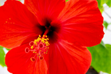 Red flower close up photographed from the bottom angle. Macro photography. Soft focus