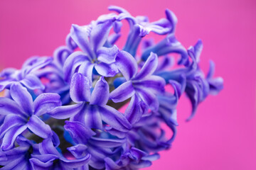 spring hyacinth flowers background, texture
