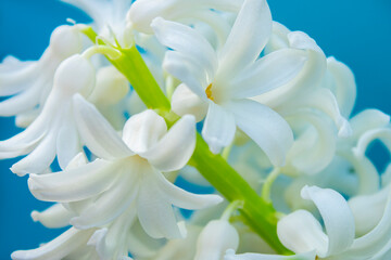 Obraz na płótnie Canvas spring hyacinth flowers background, texture