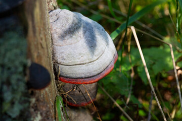 Fomes fomentarius is commonly known as the Tinder Fungus, Hoof Fungus, Tinder Conk