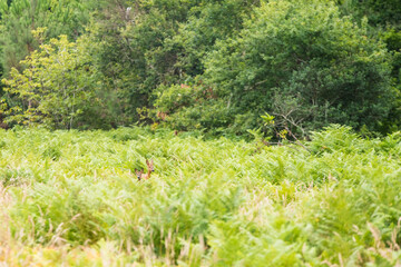 deer resting in ferns