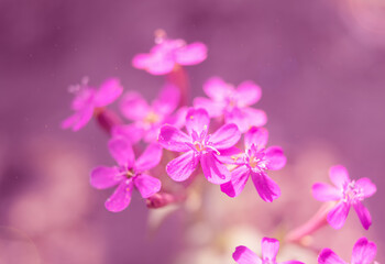 Fototapeta na wymiar pink flowers macro
