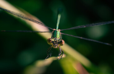 green dragonfly sitting on a leaf
