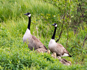 Canada Geese Photo. Canadian Goose with gosling babies in foliage in their environment and habitat and enjoying their day. Picture. Portrait. Image.