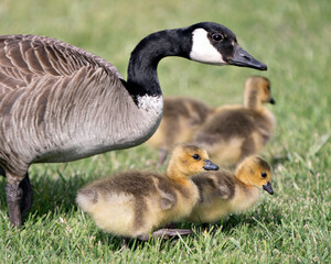 Canada Geese Photo. Canadian Goose with gosling babies in foliage in their environment and habitat surrounding and the adult bird protecting the resting gosling. Picture. Portrait. Image.