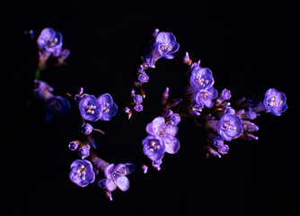purple flowers macro on a black background