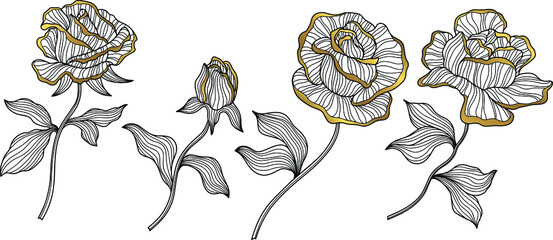 Rose flowers and leaves  isolated on white. Hand drawn line vector illustration. Eps 10