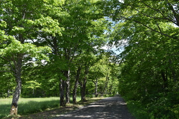Fototapeta na wymiar The maple road in summer, Québec, Canada