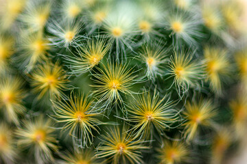 Closeup of spines on cactus