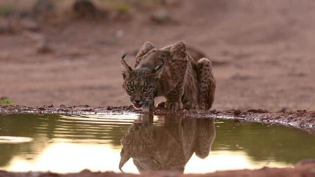 Iberian lynx, Lynx pardinus, drinking water in a pond
