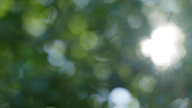 Beautiful green vibrant natural 4K video bokeh abstract background. Defocused leaves of old trees and soft sunset sunlight transparenting through branches isolated on blue sky