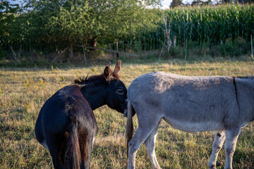 two donkeys on a pasture in grey and black color