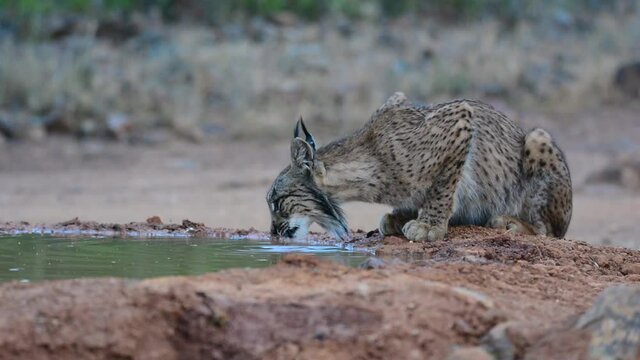 Iberian lynx, Lynx pardinus, drinking water in a pond
