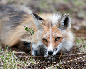 Red Fox Photo Stock. Fox Image.  Head close-up looking at camera with a blur background in its habitat and environment. Picture. Portrait. Head shot.