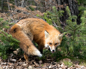 Red Fox Photo Stock. Fox Image. Close-up profile view in the spring season displaying fox tail, open mouth, teeth in its environment with a coniferous trees background and brown leaves on ground.