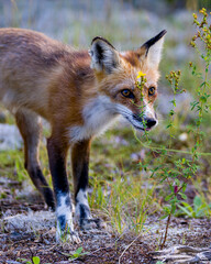 Red Fox Stock Photo. Fox Image. head close-up with yellow wildflowers in foreground and blur background in its environment and habitat surrounding. Picture. Portrait.