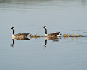 Canada Goose Photo. Canadian Geese with their gosling babies swimming and displaying their wings, head, neck, beak, plumage in their environment and habitat and enjoying its day. Canada Geese Image. 