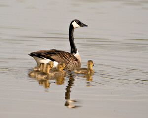 Canada Goose Photo. Canadian Goose with gosling babies swimming and displaying their wings, head, neck, beak, plumage in their environment and habitat and enjoying its day. Canada Geese Image. 