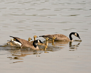 Canada Goose Photo. Canadian Geese with their gosling babies swimming and displaying their wings, head, neck, beak, plumage in their environment and habitat. Canada Geese Image. Picture. Portrait. 