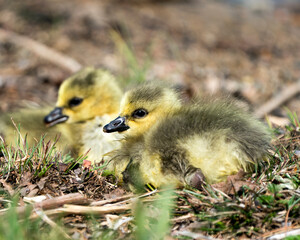 Canada Goose Photo. Canadian babies gosling close-up profile view resting on grass in their environment and habitat. Canada Goose Image. Picture. Portrait. Photo.