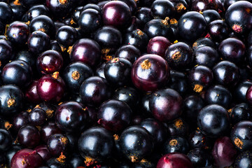 Black currant background