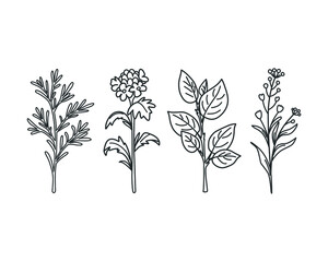 Natural herbs and wildflowers. Hand drawing set. Vector illustration
