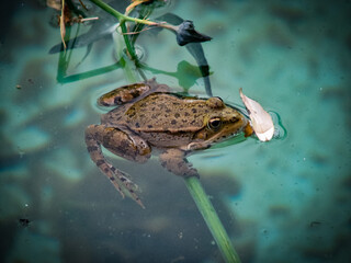 A lovely frog floating on the surface of water in a pond.