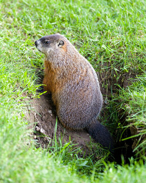 Groundhog Stock Photo. Close-up profile side view sitting at the entrance of its burrow with grass background in its environment and surrounding habitat. Image. Picture. 