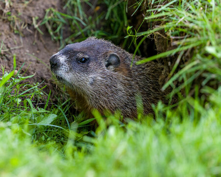 Groundhog Stock Photo. Head close-up profile view at the entrance of its burrow with blur grass foreground  in its environment and surrounding habitat. Image. Picture. Portrait.